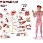 Cara Pemeriksaan Saraf Kranial