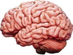 Ini Dia Neuroanatomy! Saraf Kranial 12 (Hipoglossal)