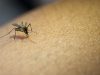 Demam Berdarah Dengue, Gejala dan Penanganannya