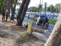 Naas..!! Perawat Asal Bireuen Tewas Terlindas Truk